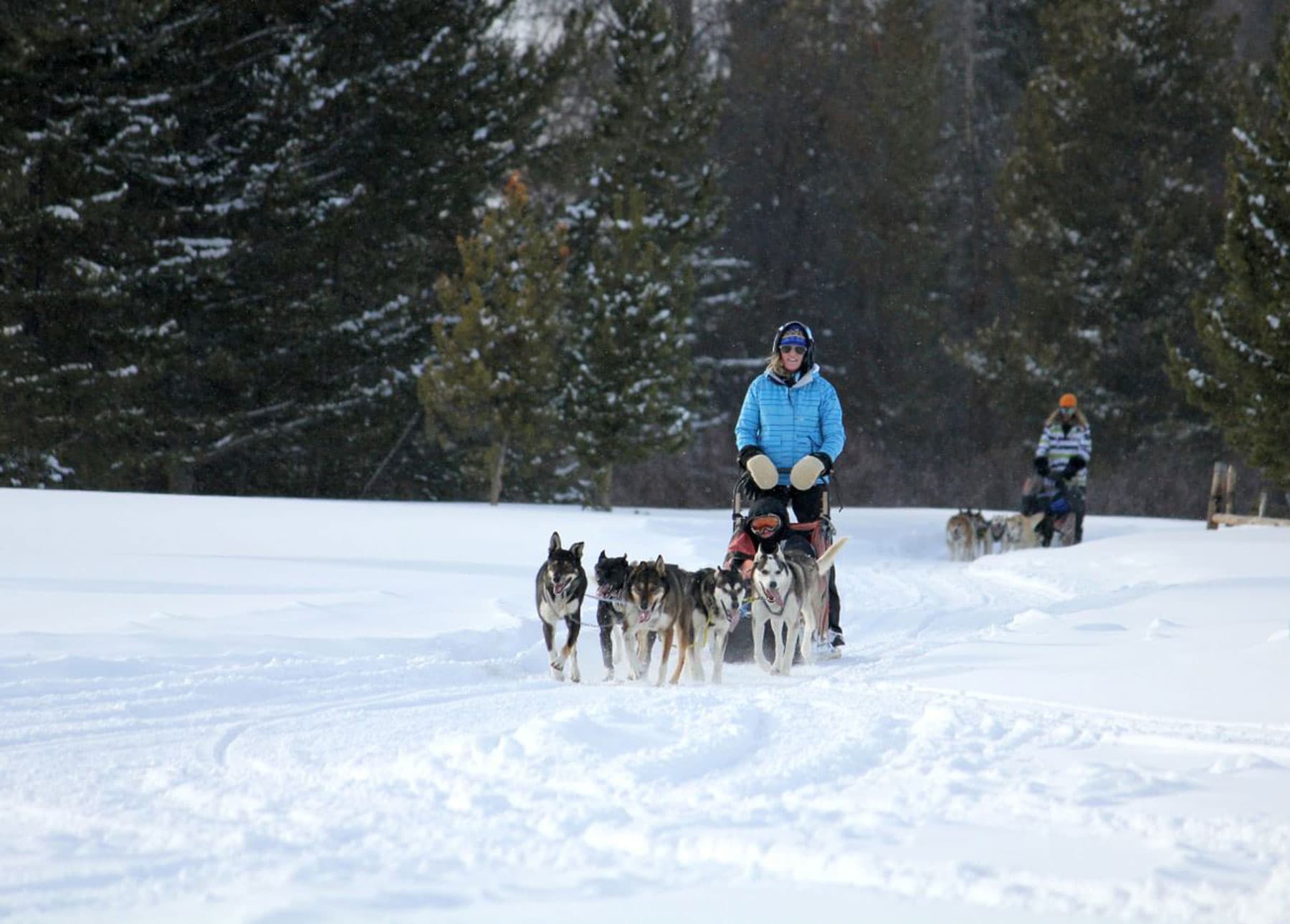 Two people drive two separate teams of dogs pulling sleds with a driver and a passenger through a snowy landscape near Steamboat Springs, Colorado.