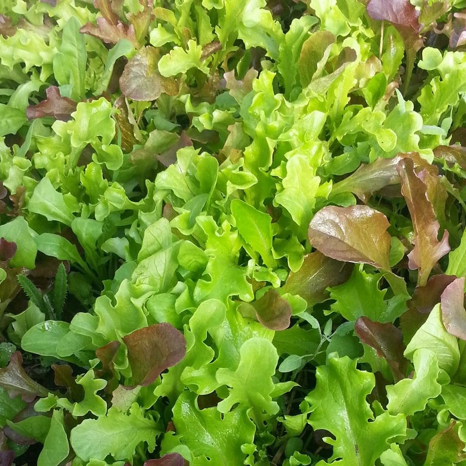 salad mix. photo