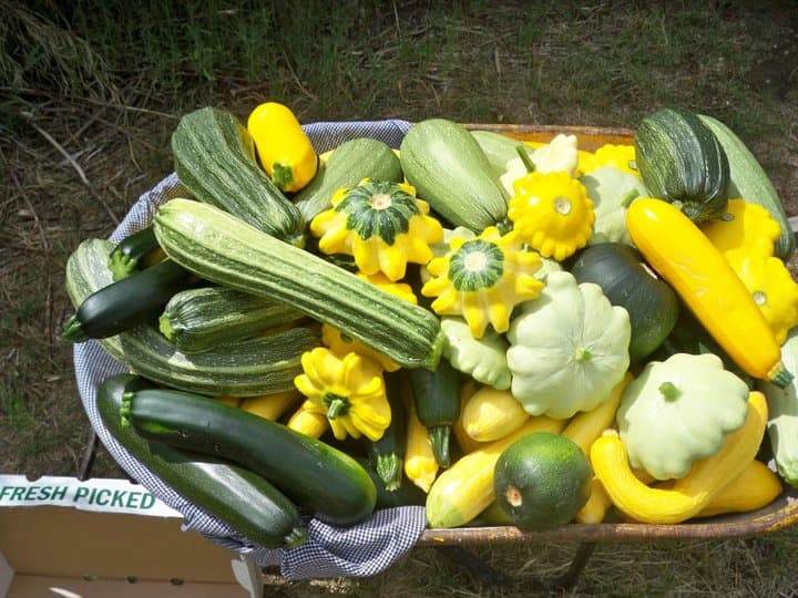 peach valley csa farm photo