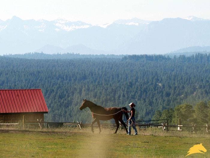 parelli natural horsemanship photo