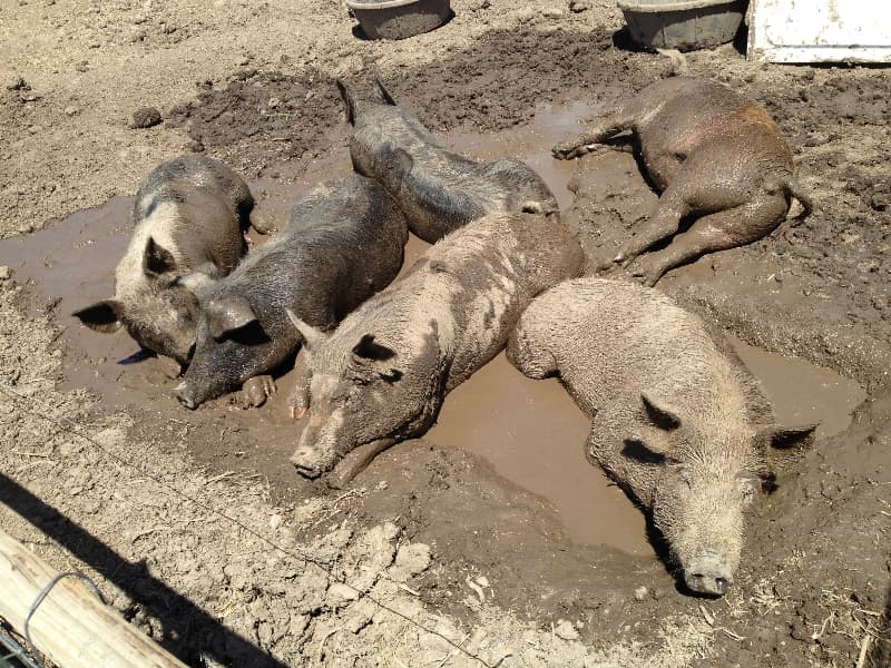 arkansas valley organic growers photo