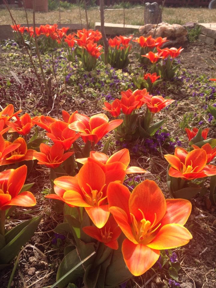 harlequin's gardens photo