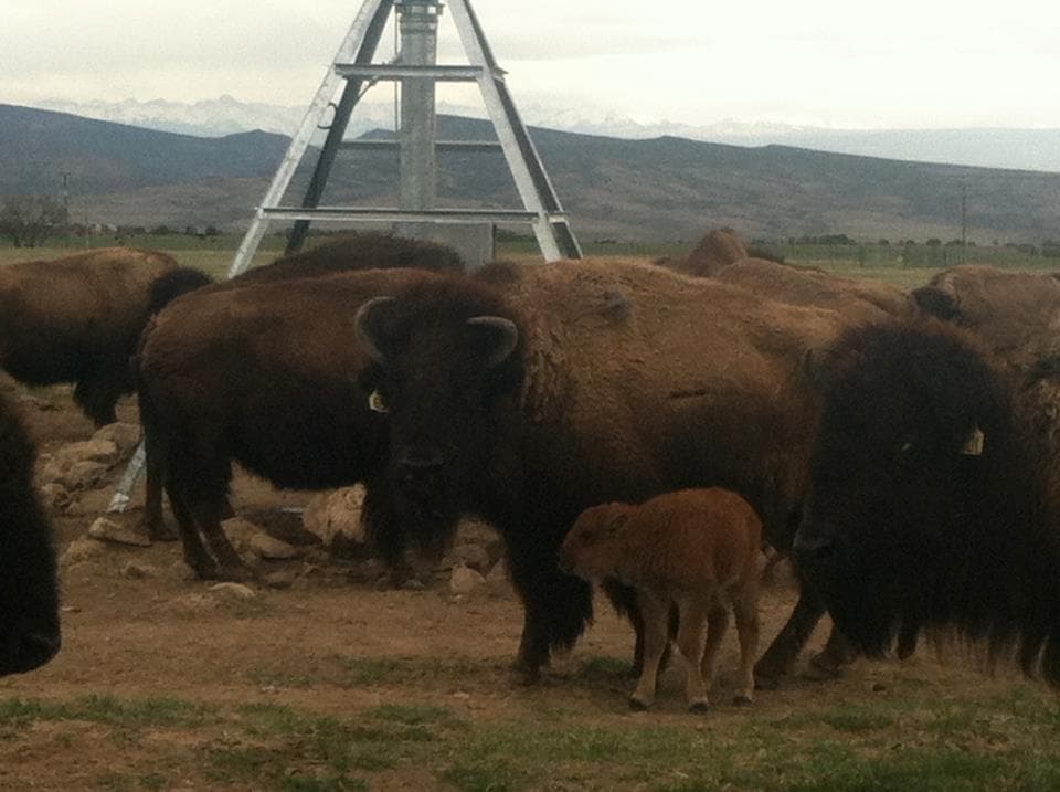 high wire ranch photo