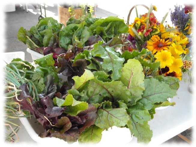 gunnison farmers' market photo