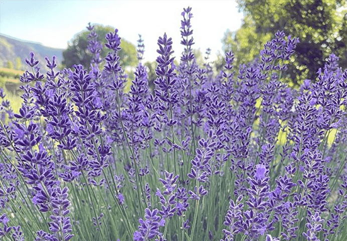 lamborn mountain farmstead in paonia photo