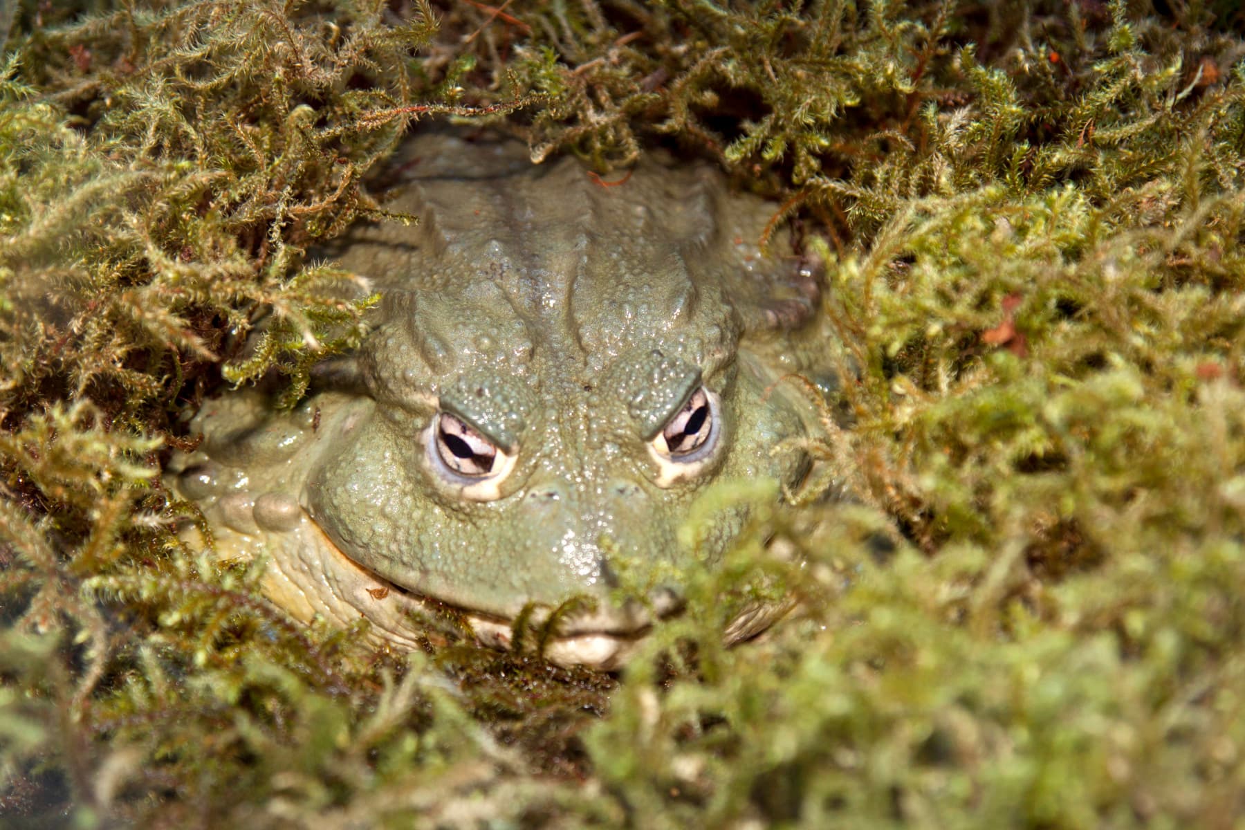 african bullfrog photo 14