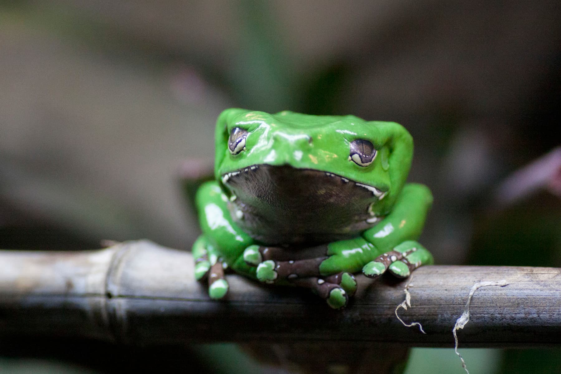giant waxy tree frog photo 7