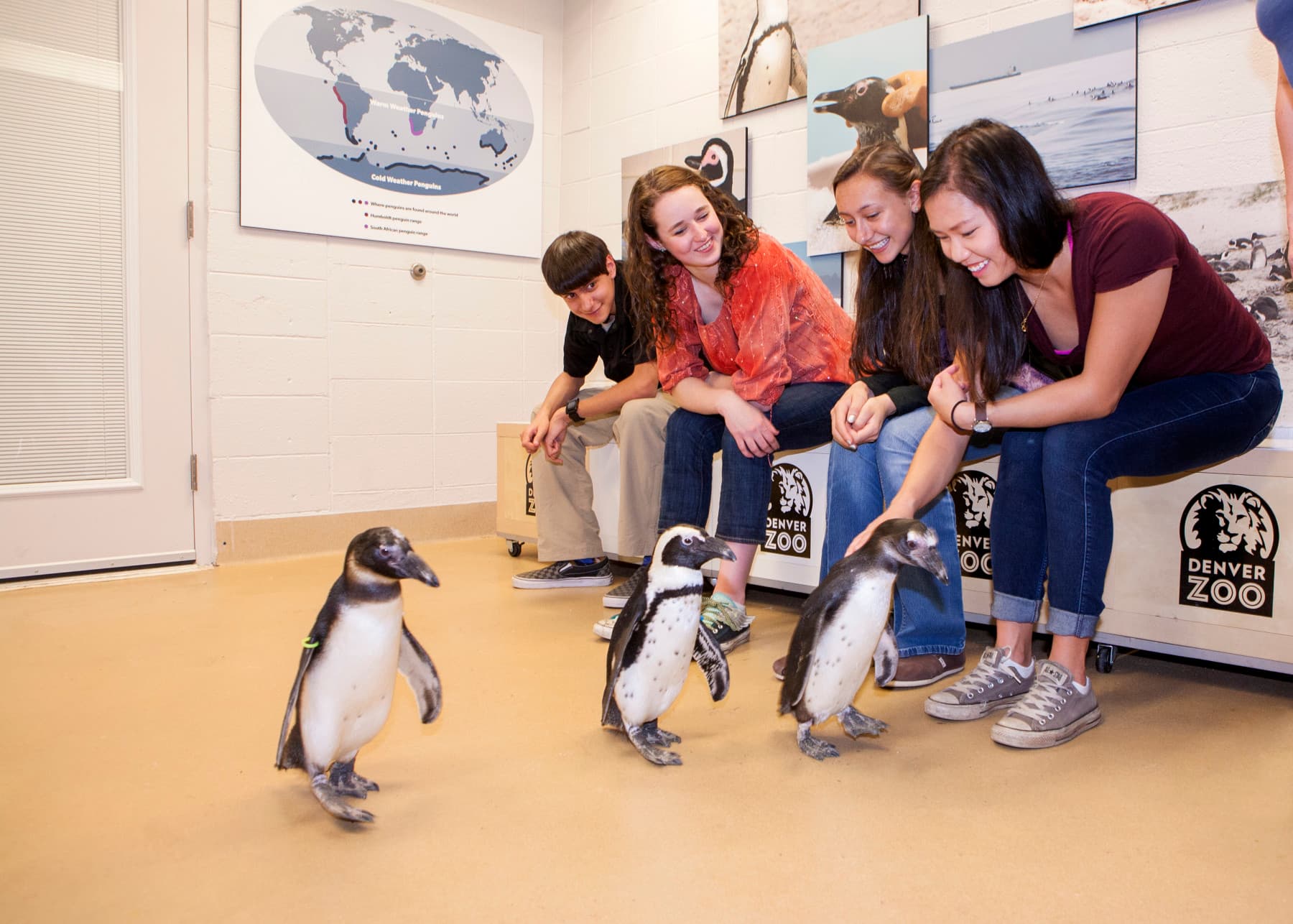 animal adventure: penguin encounter photo 6