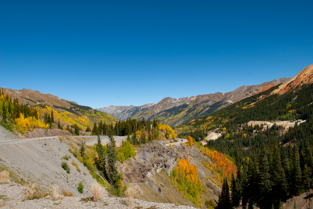 Golden aspens shine amongst dark green fir trees during fall along the Million Dollar Highway in Ouray, Colorado