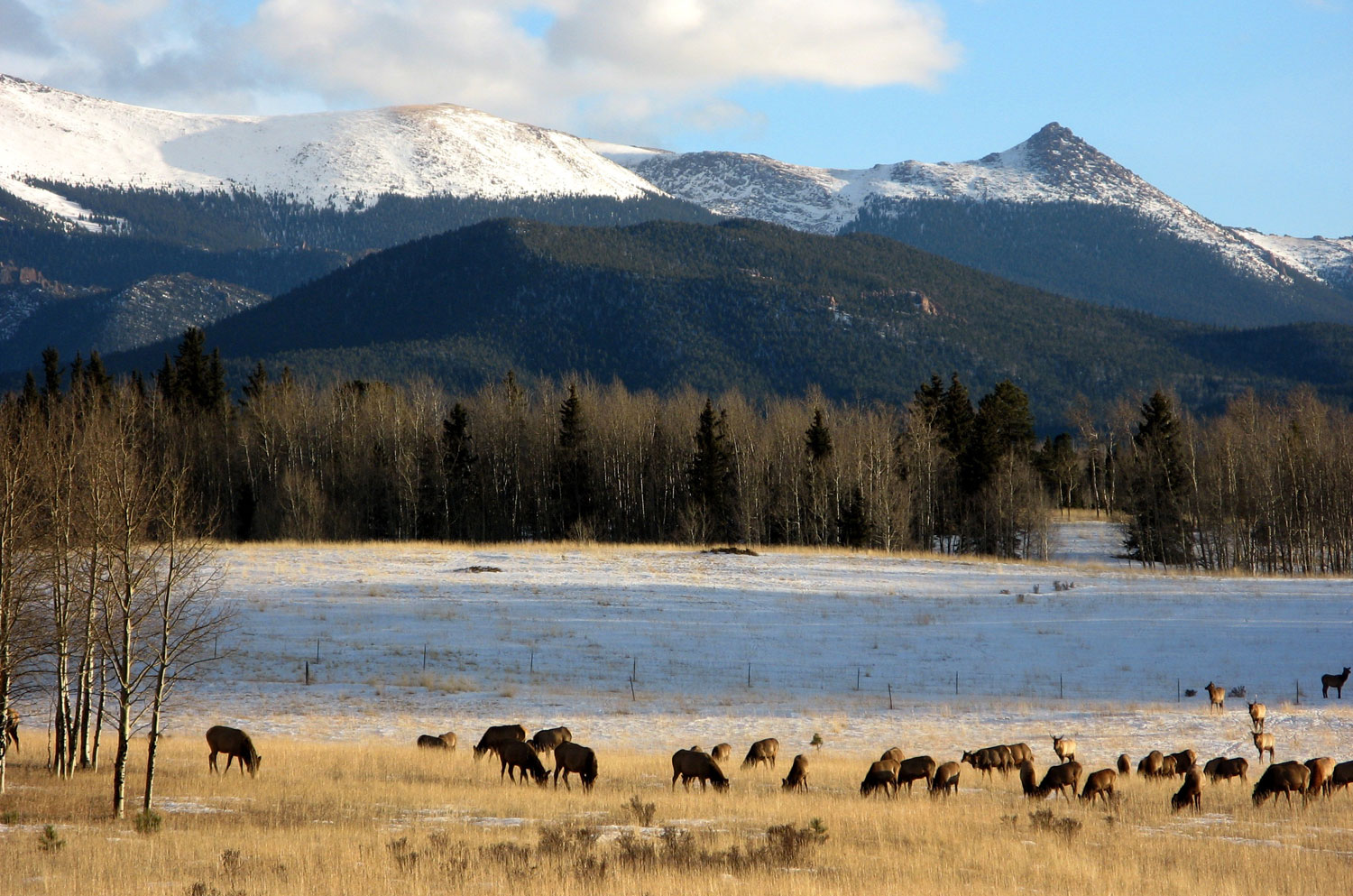 Cattle graze on yellow grasses in a ice-covered field with barren trees in the background sitting beneath tall mountain peaks with a blue sky.