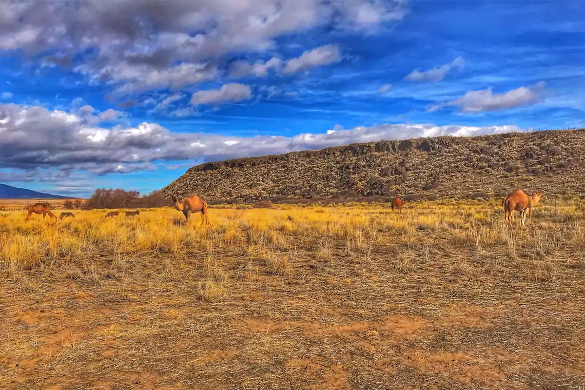 Camels and donkeys munch on grasses in a yellow high-desert field near Capulin, Colorado.