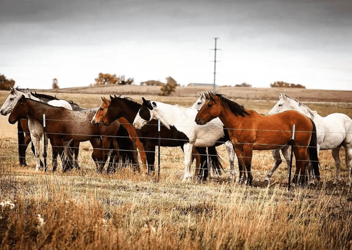 Horses in a grassy pasture at a Hudson, Colorado, horse farm