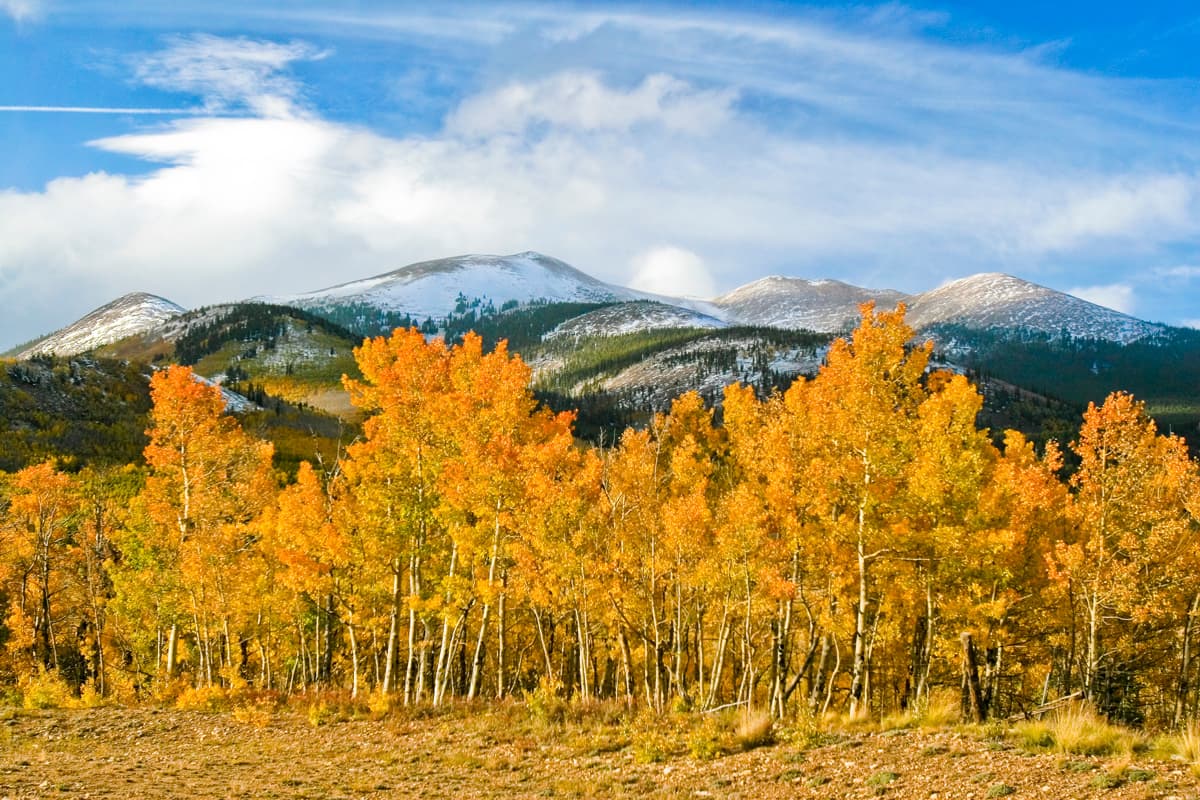 Golden aspens during fall in Colorado