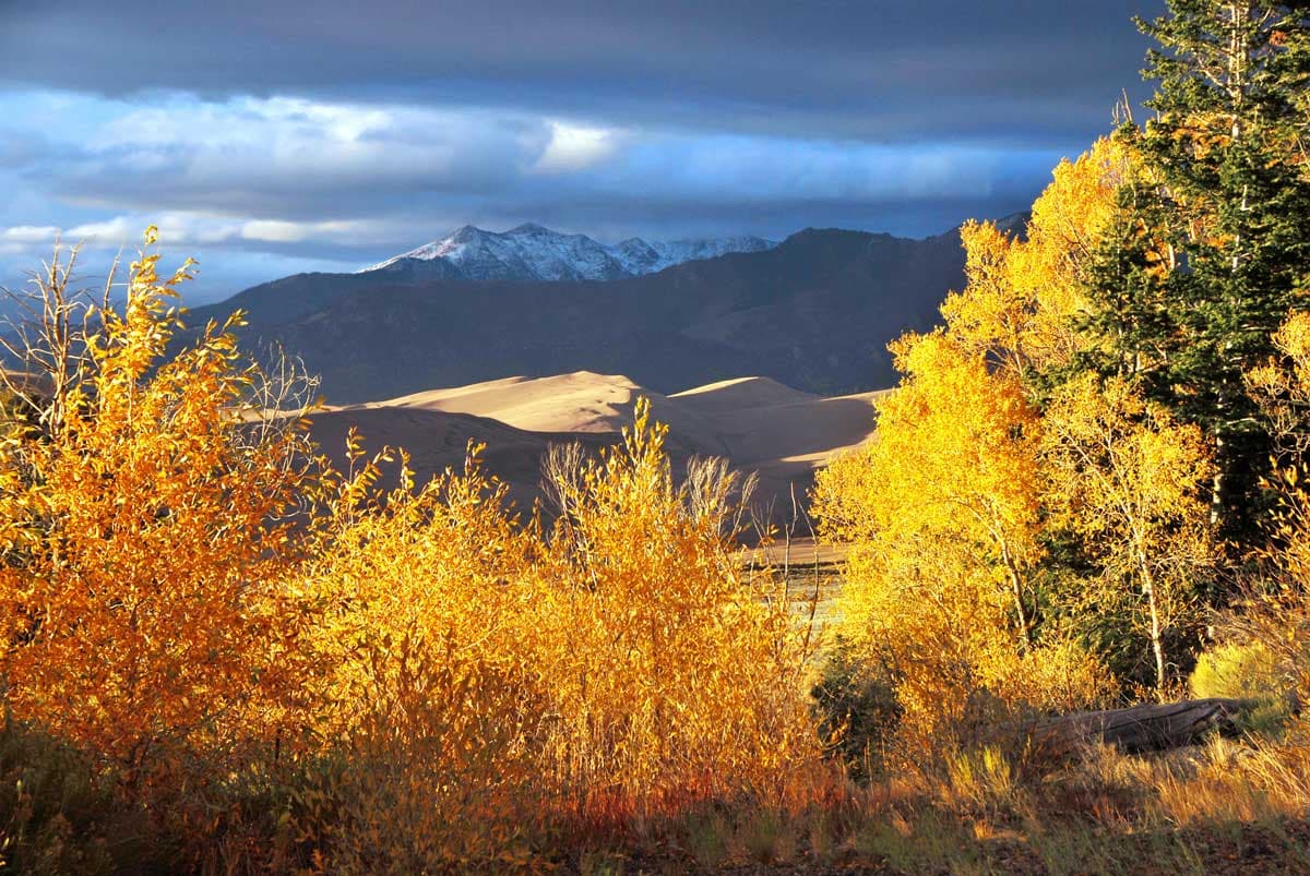 A small grove of orange- and yellow-leafed aspens is in the foreground, along with a tall pine tree beside them. Between the grove and in the distance are the sun-kissed Sand Dunes in Colorado. Behind them still is a small portion of the Sangre de Cristo Mountains underneath a heavily cloudy sky.