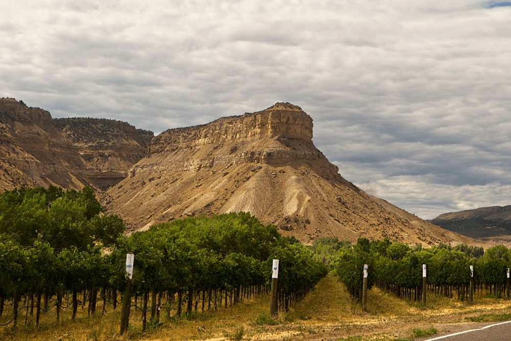 Palisade Fruit & Wine Byway