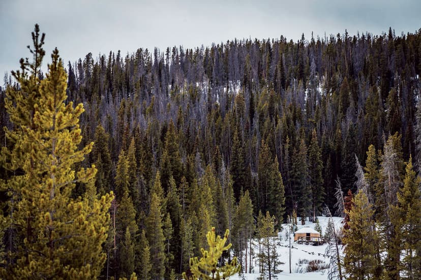 Yurt set in a snowy forest