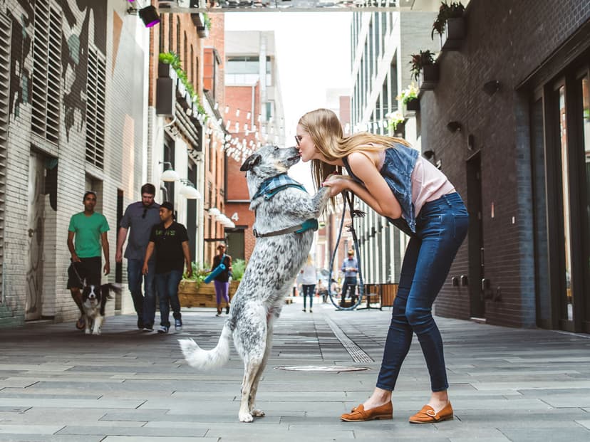 A human in dark skinny jeans and a jean vest holds the front paws of a black-speckled dog wearing a vest and plaid scarf in Denver.