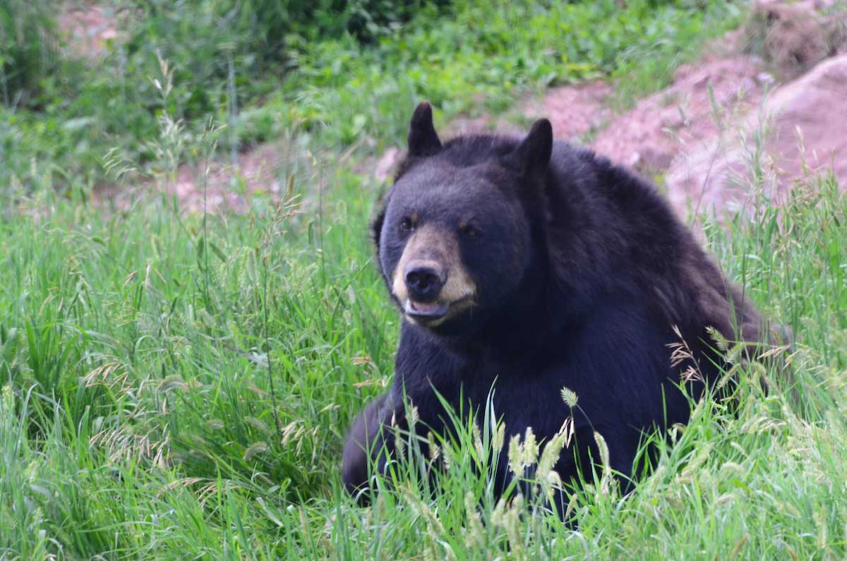 A black bear sits in a meadow of green grass