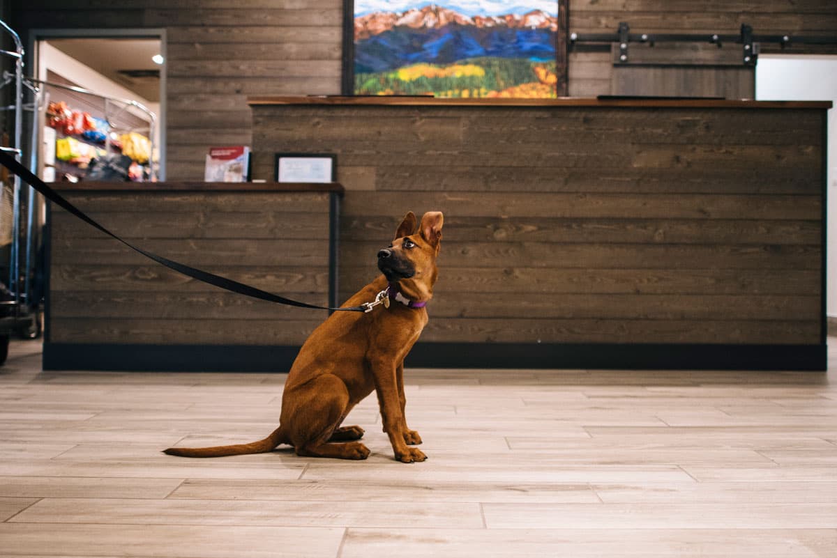 A caramel-colored dog with floppy long ears is sitting on the light-brown floor of The Inn at Riverwalk lobby. The dog is leashed by their purple collar and is looking back at their owner who is not pictured. In the background is the lobby desk with dark-brown wood and a colorful mountain painting on the wall.