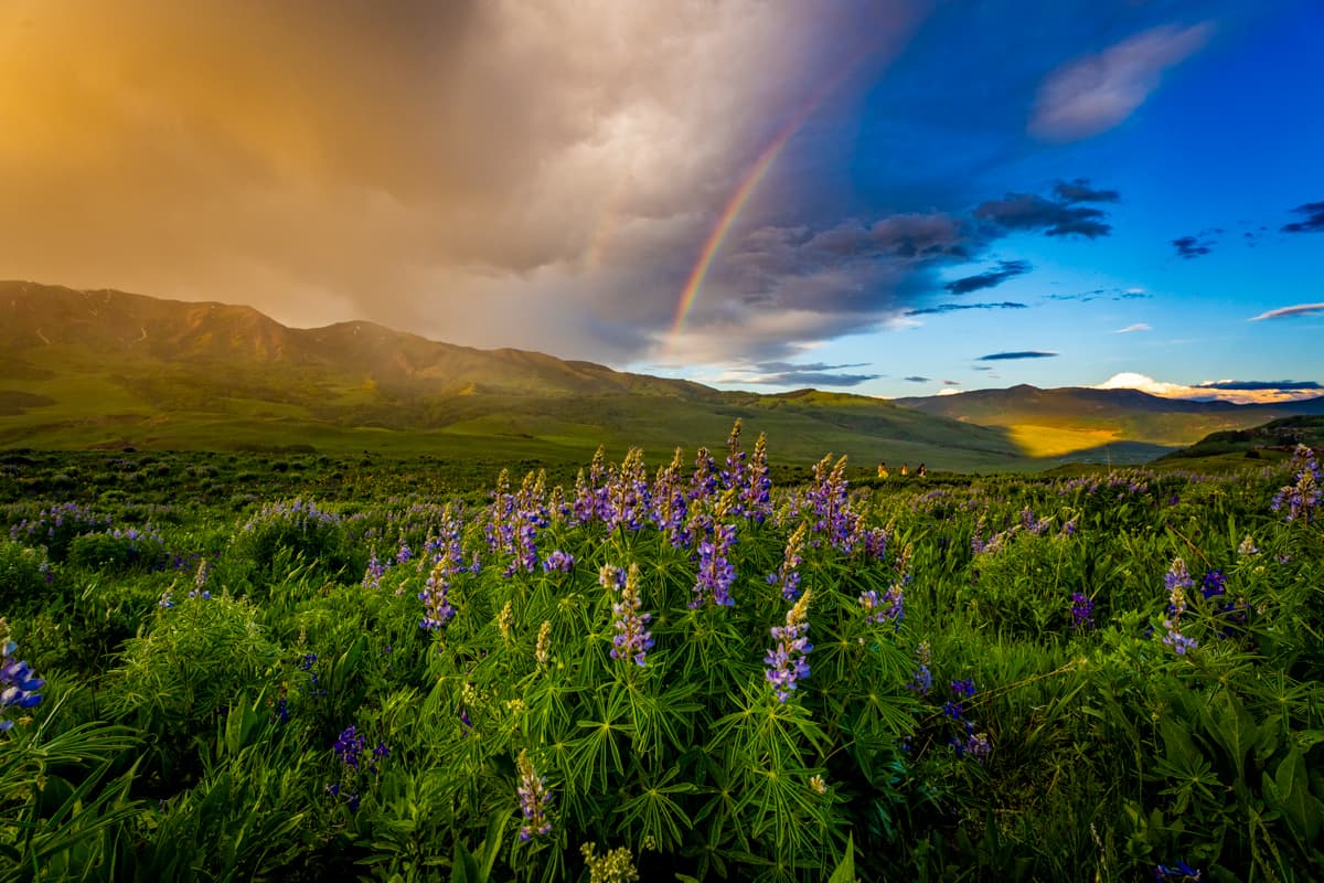 Purple lupine blooms stand out against grassy mountainsides with a rainbow in the background in Crested Butte — the Wildflower Capital of Colorado