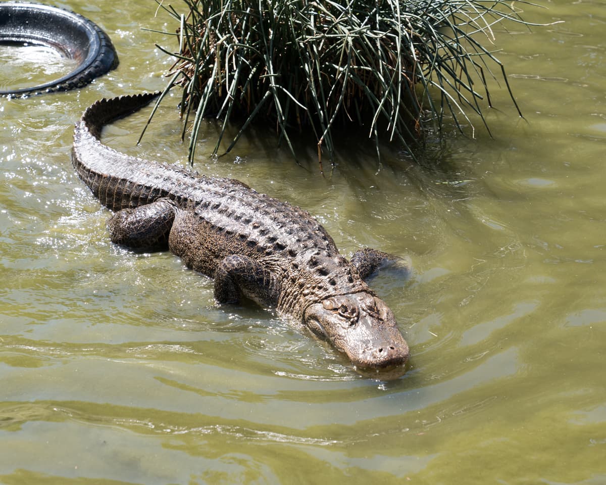A large alligator emerges from the water at Colorado Gators Reptile Park in Mosca Colorado