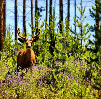 A deer in the woods