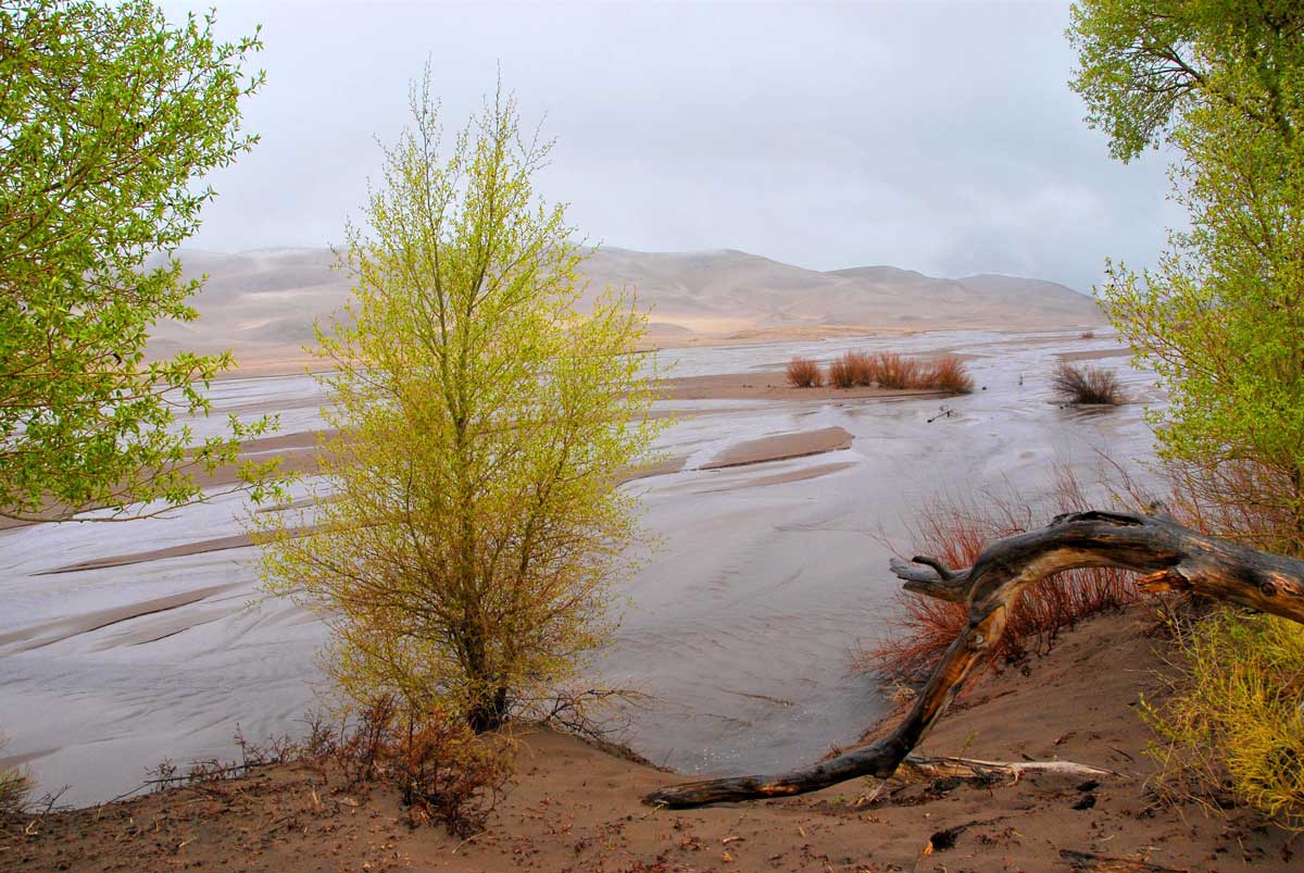 A wide expanse of flatwater known as the Medano Creek in Great Sand Dunes National Park in Colorado flows through redish-brown sand. In the background is a humble mountain range. In the foreground are a couple of green-leaved plants.