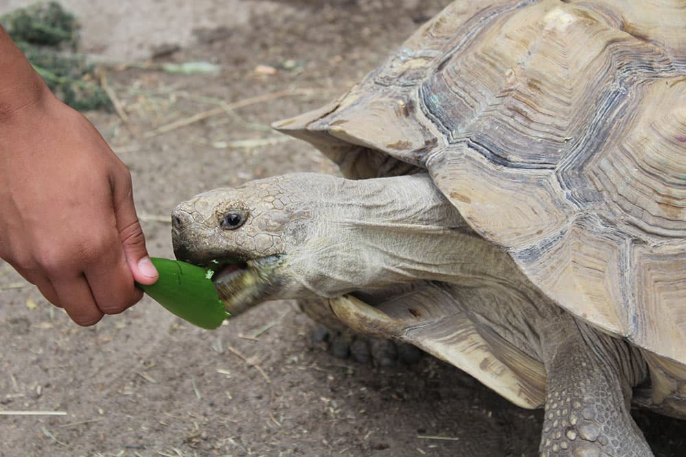 A tortoise eats a leaf that is being handed to them at Colorado Gators Reptile Park