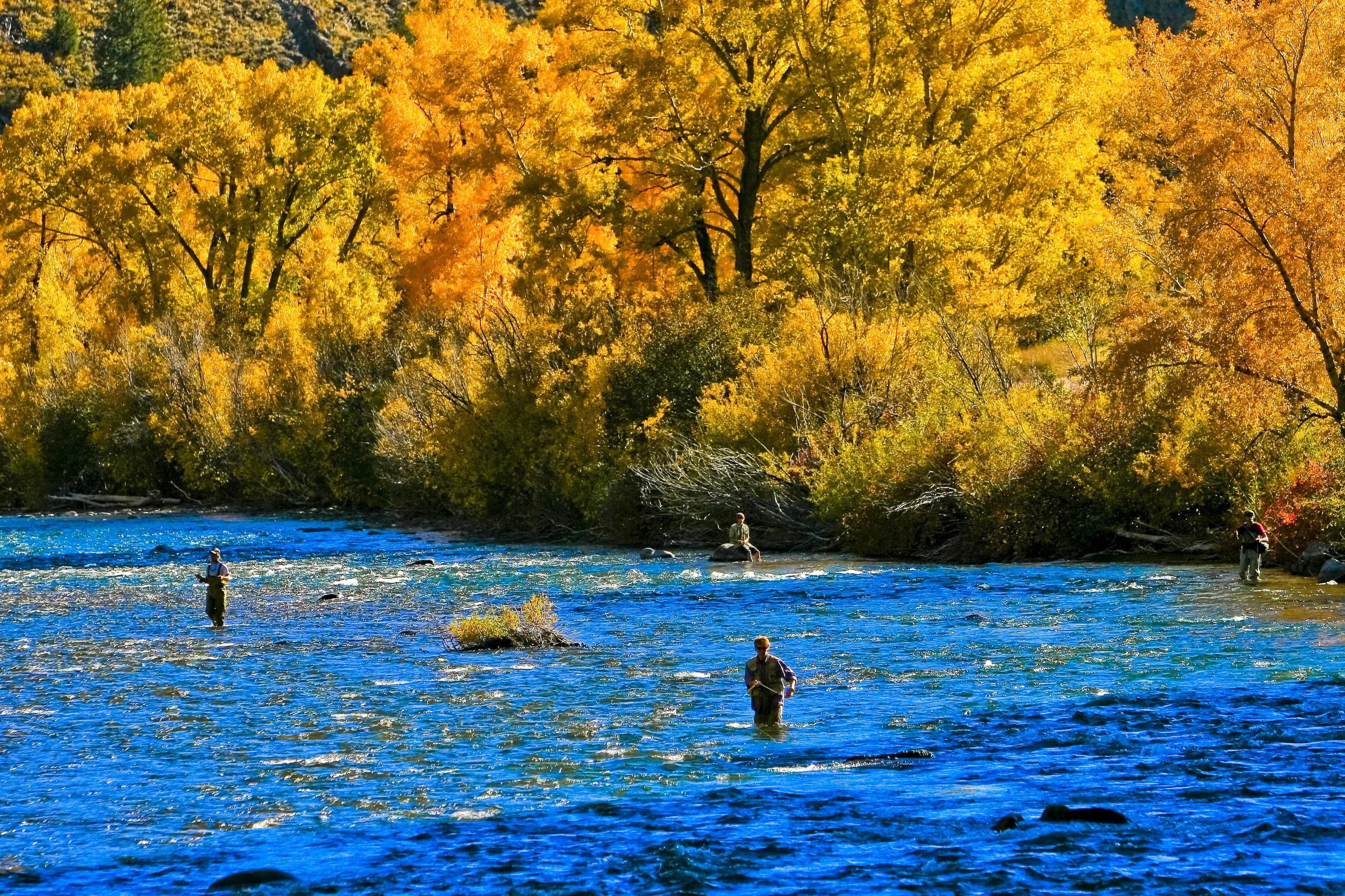 Foliage around the Gunnison River in Colorado is in full fall color with golden yellows, fiery reds and burnt oranges. Four anglers cast their lines in different areas of the river.