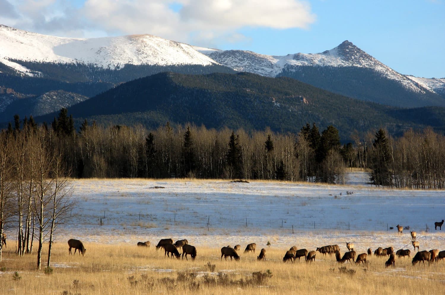 Cattle graze on yellow grasses in a ice-covered field with barren trees in the background sitting beneath tall mountain peaks with a blue sky. 