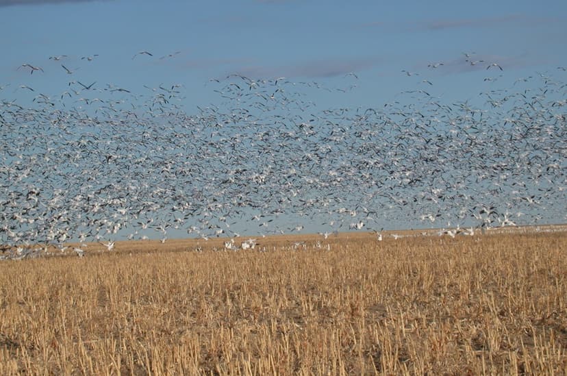 A flock of white birds cover the middle of the image above a yellow grass field with a light-blue sky.