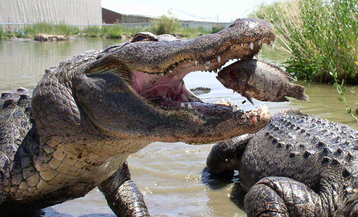 An alligator opens its mouth wide as a small fish is thrown into its mouth at Colorado Gators Reptile Park in Mosca, Colorado.