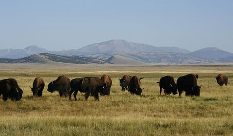 A herd of buffalo graze on wide-open ranchlands near South Park, Colorado. In the distance are rolling hills and rugged peaks.
