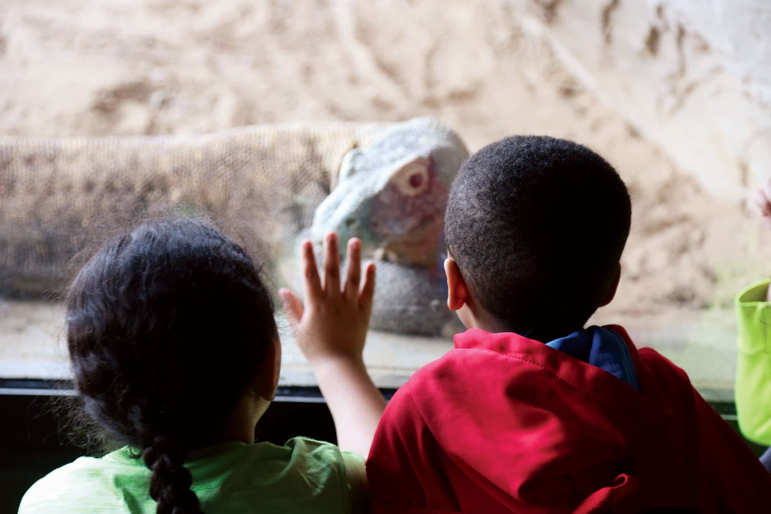 Marveling at monitor lizards at the Denver Zoo