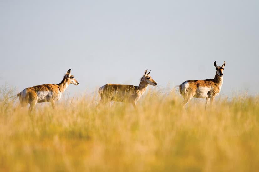 Three Pronghorn stand longways in the high yellow grass on Colorado's eastern plains. There's a hazy blue sky in the background.