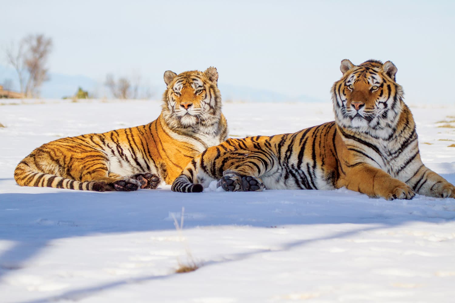 Crouching tigers at The Wild Animal Sanctuary