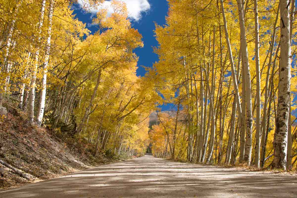 Colorado.com