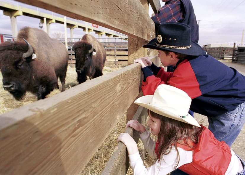 Two children in cowboy hats peer gleefully through the wooden planks of a farm pen full of hay at Denver’s National Western Stock Show. Behind the fence are two large bison walking past the children.
