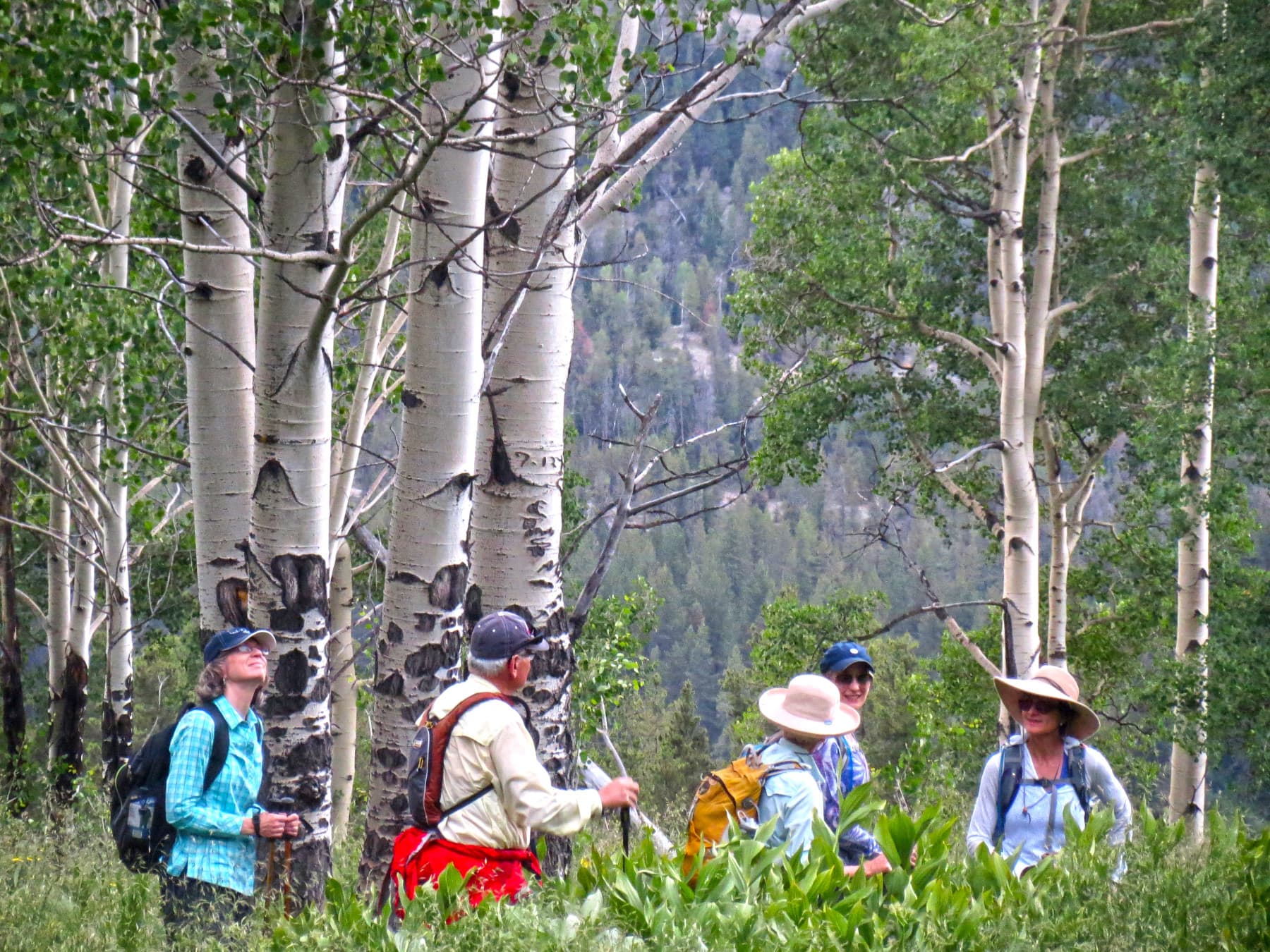 adults enjoying one of our guided summer hikes photo