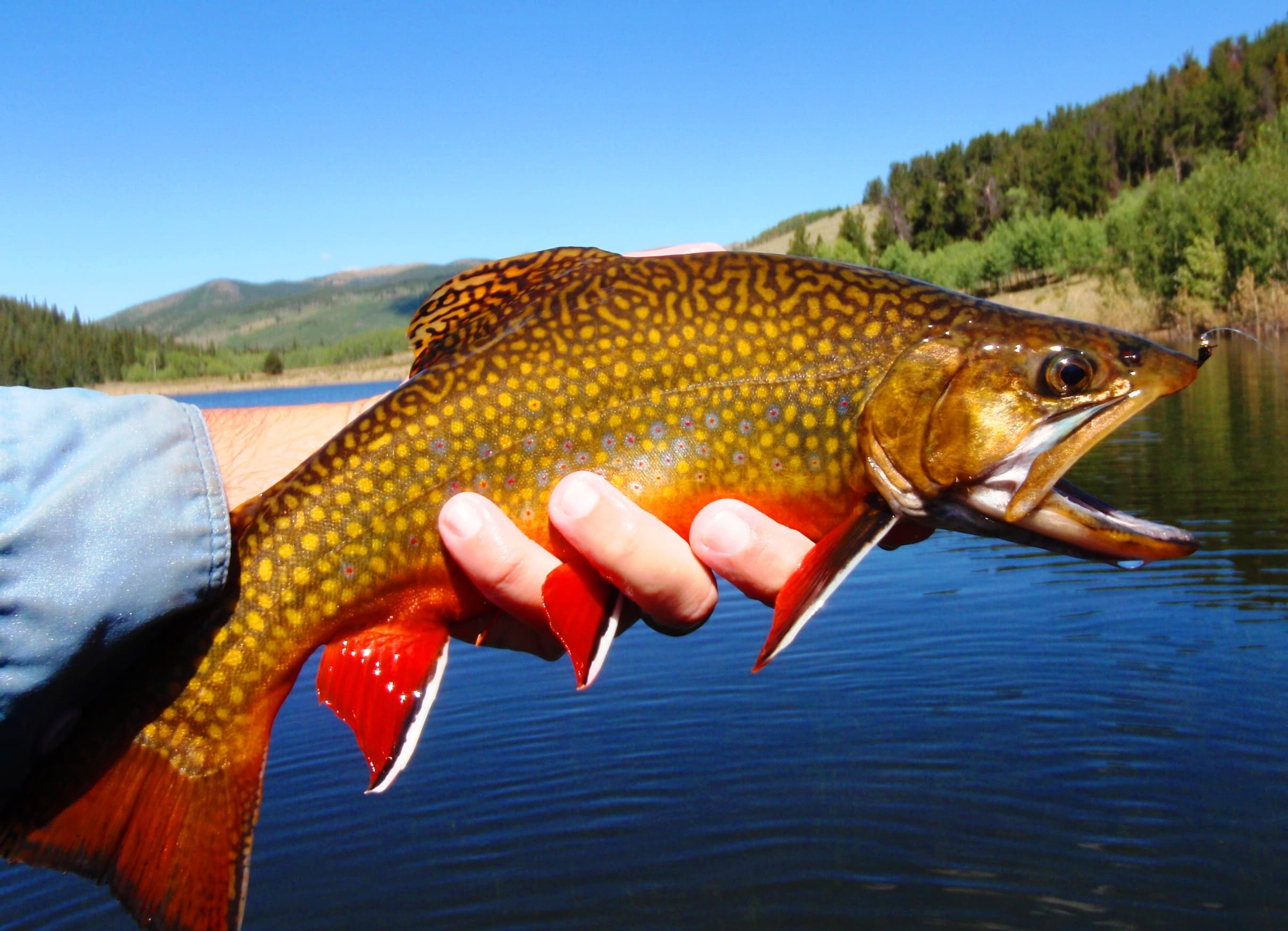 brook trout fly fishing photo