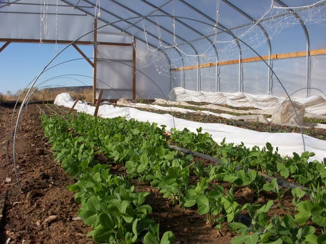 buckhorn mountain gardens photo