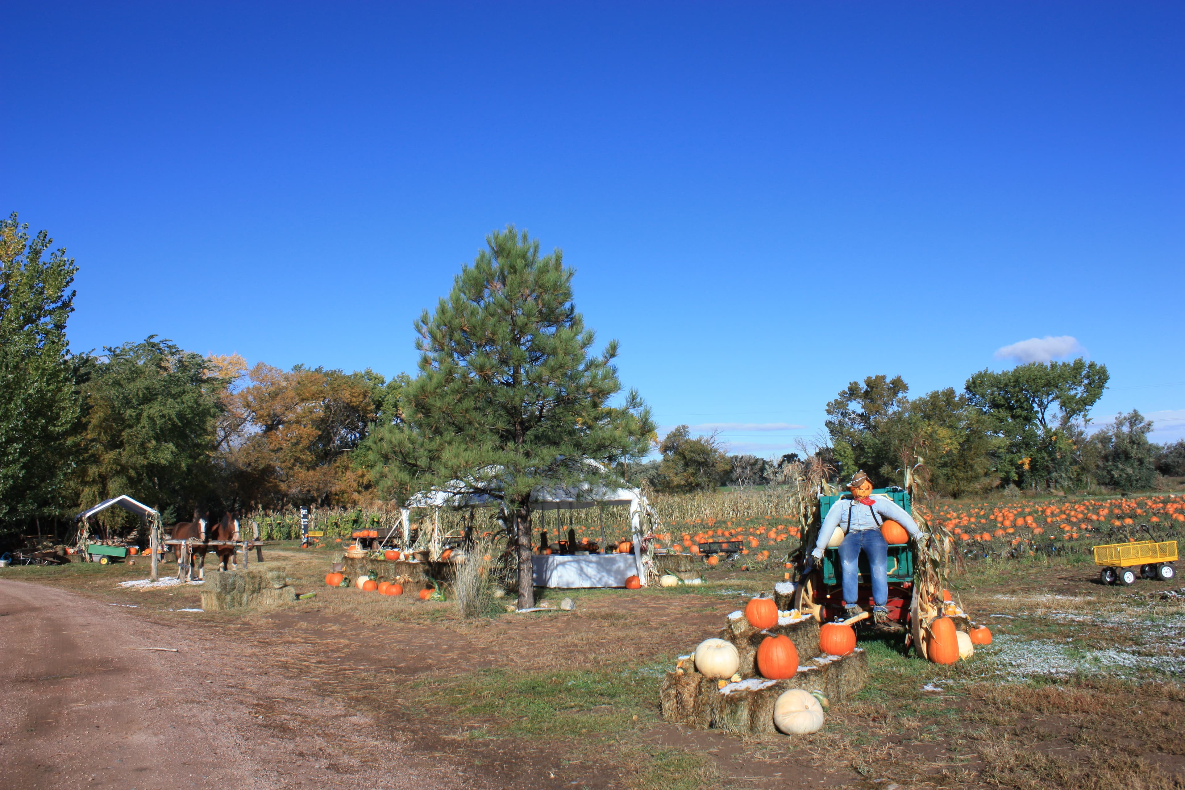 pumpkin patch photo