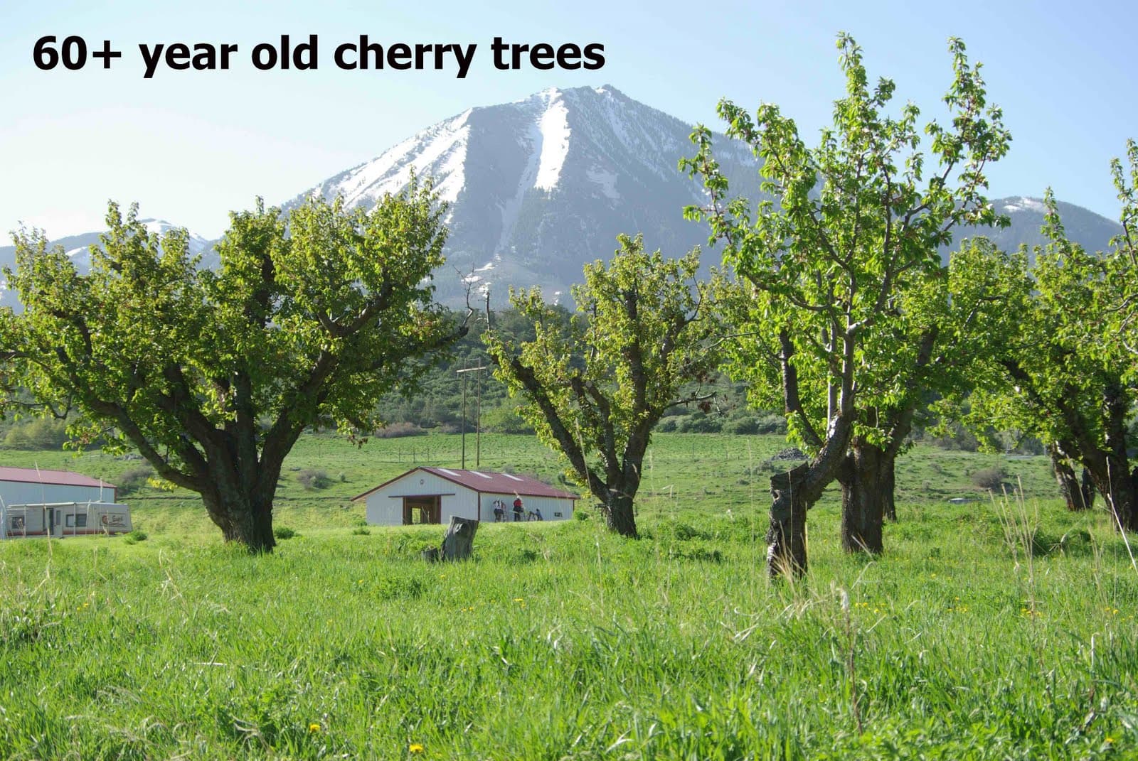 excelsior orchards photo
