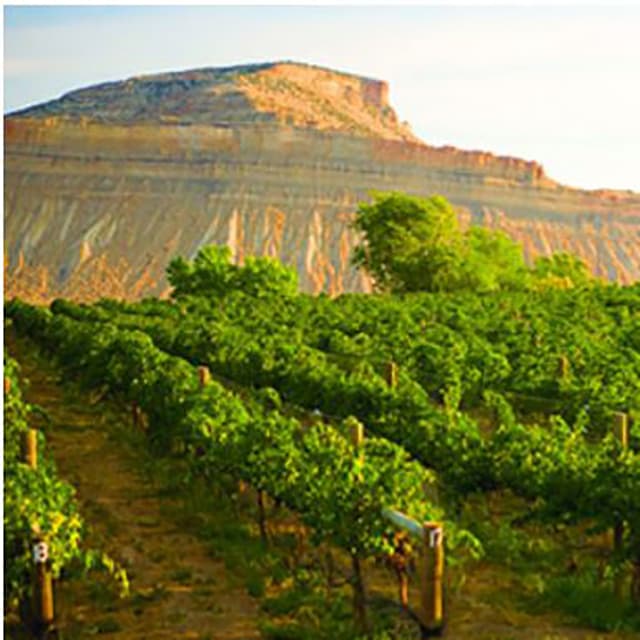 vineyards photo 10