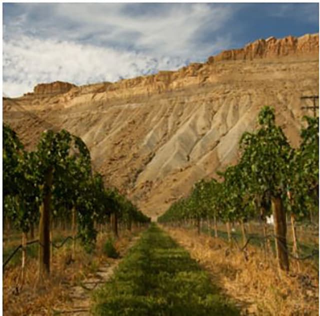 vineyards photo 9