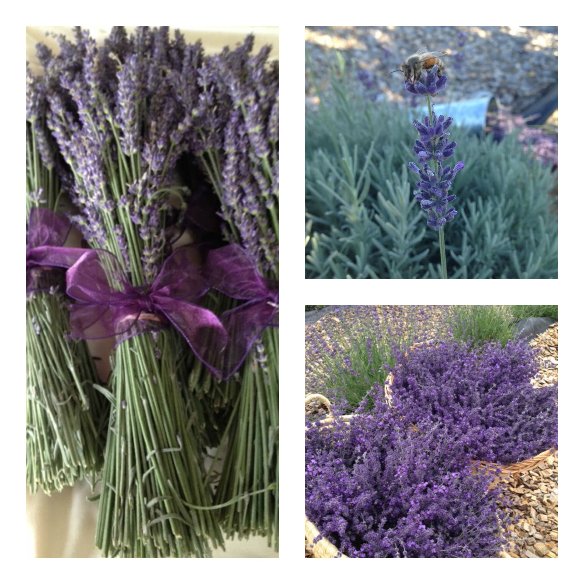 fresh picked lavender photo