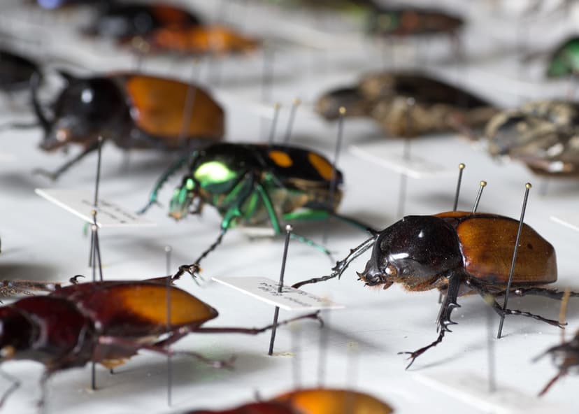 bugs! photo