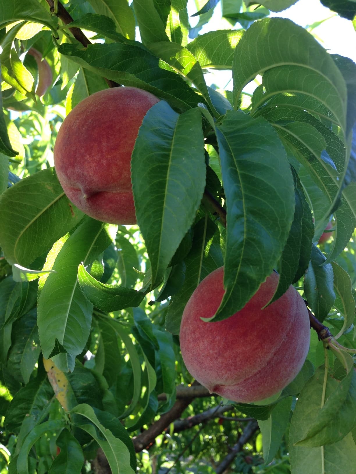 sweet peaches @ nana's fruit & jam shack photo