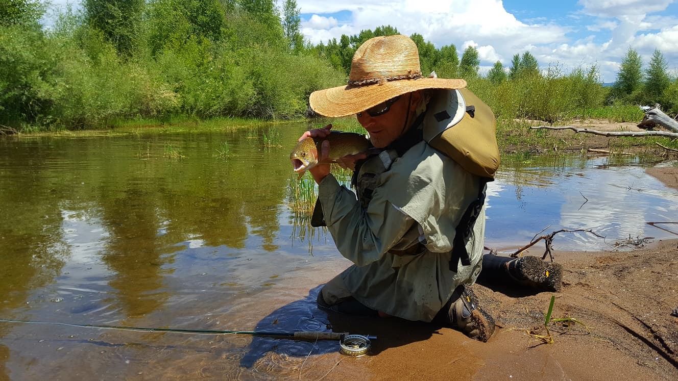 rainbow trout photo