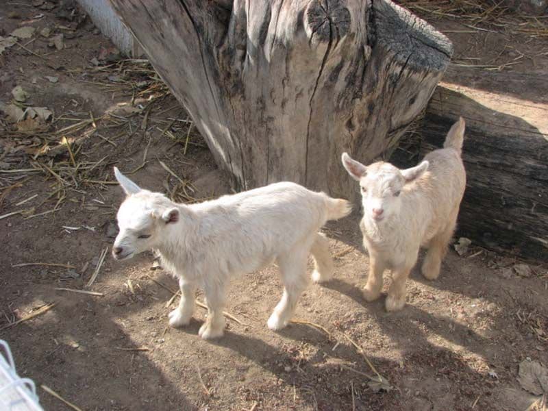 moon farm pumpkin patch and petting zoo in fruita photo